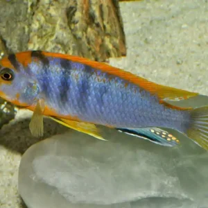 Neuheit Blauer Labidochromis - Malawi-Buntbarsch (Labidochromis hongi)
